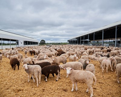 Mercadona e Pasto Alentejano juntos na produção de borrego nacional