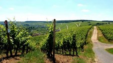 Minimização de excedentes: viticultores com direito a 1125 euros por hectare