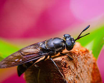 Mosca Soldado Negro: transformando resíduos orgânicos em recursos valiosos por meio de uma abordagem de economia circular