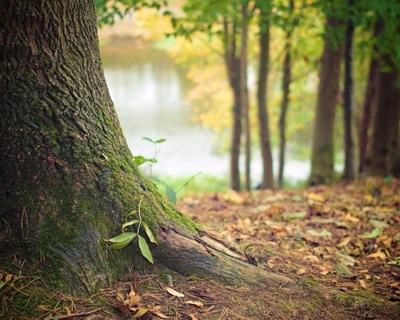 Navigator considerada a empresa mais sustentável do setor florestal a nível mundial