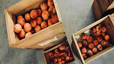 UE atinge níveis recorde de exportações agroalimentares em 2024
