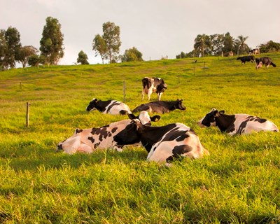 Nova edição do curso MilkPoint no Montijo