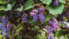 Novo vinho recupera casta histórica do Douro