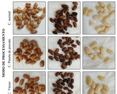 O impacto do processamento culinário na qualidade organoléptica e nutricional do feijão