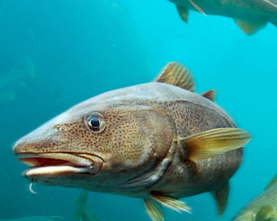 O peixe branco continua na vanguarda do mercado dos produtos do mar sustentáveis MSC