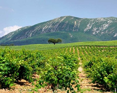 Os melhores vinhos da Península de Setúbal