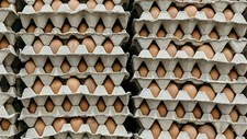 Ovos polacos associados a quatro surtos de Salmonella em França