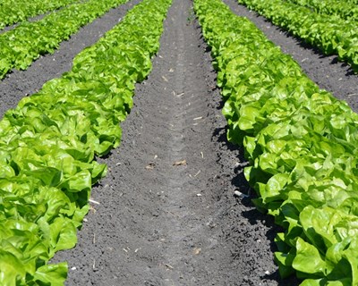 Paisagem Agroalimentar em Portugal