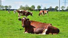 Pecuária próspera e autossuficiência alimentar: O novo plano da Comissão Europeia