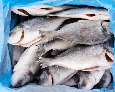 Peixe congelado pode ser tão bom, ou melhor, que o fresco