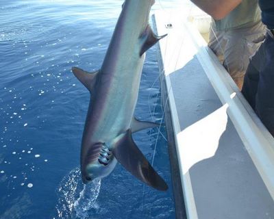 Pesca ilegal: Cartão verde para cinco países, cartão vermelho para o Sri Lanka