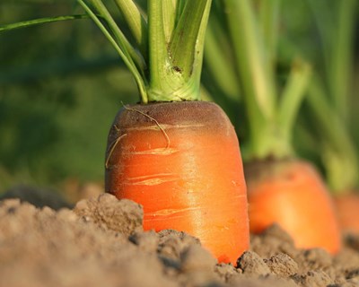 Pesticidas em alimentos: último relatório publicado