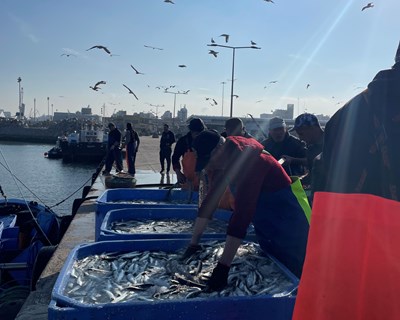 Pinhais inicia período nobre de produção com o arranque da época da pesca da sardinha