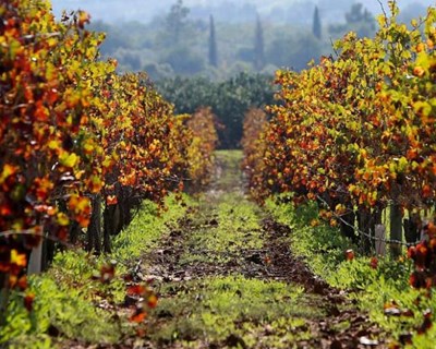 Politécnico de Leiria e região de vinhos de Lisboa formalizam cooperação científica