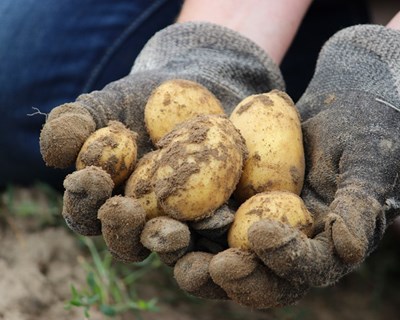 Porbatata e APED promovem consumo da batata nacional