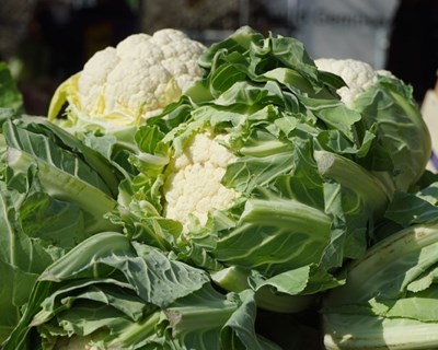 Portugal tem 7% da área agrícola dedicada à Agricultura Biológica