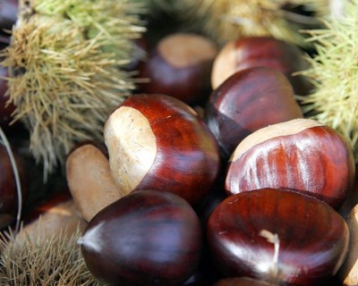 Portugal tem uma nova marca de castanha nacional