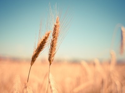 Preços dos alimentos aumentam 1,9% em agosto