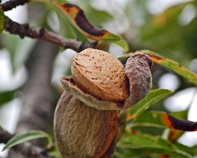 Produção de miolo de amêndoa pode triplicar em cinco ou seis anos