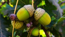 Produtos alimentares diferenciadores à base de bolota