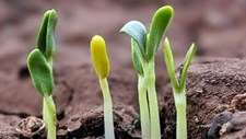 Programa Seedbed seleciona sete parceiros para responder a desafios alimentares globais