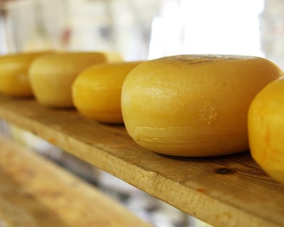 Queijo do Pico com bactérias probioticas que reduzem colesterol