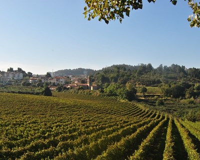 Quinta da Lixa: uma paixão de família