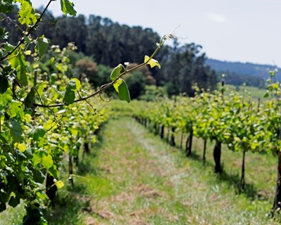 Quinta de Soalheiro: pioneira na criação do vinho alvarinho em Melgaço