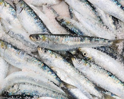 Reabre hoje a pesca da sardinha