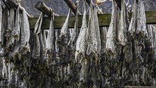 Redução do Desperdício de Pescado Fresco: desafios, oportunidades e o papel do B2E CoLAB