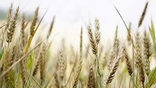 Resíduos da agricultura podem ser reutilizados para vestuário