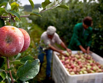 Retalhistas europeus opõem-se a proposta de Bruxelas para assegurar preços mais elevados aos agricultores