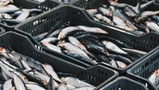 Sardinha em destaque em evento sobre sustentabilidade dos oceanos