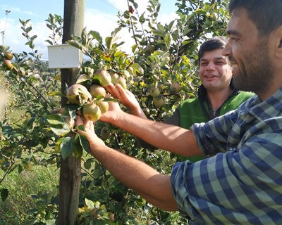 Sidra com "ADN" IPVC conquista os mercados nacionais e internacionais