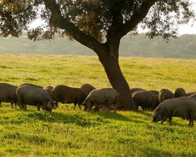 Suinicultores criam selo de qualidade para promover carne nacional