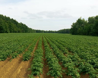 Sustentabilidade e Segurança Alimentar em debate no dia 8 de setembro no CCB