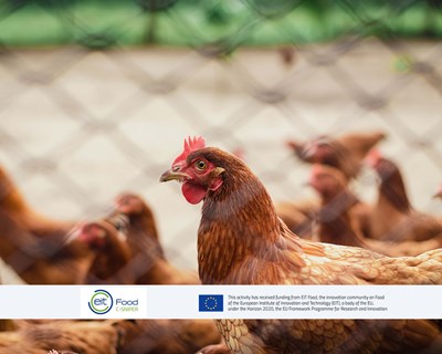 Tecnologia de ponta na luta contra a Campylobacter em aves