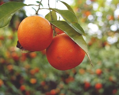 Transição de atribuições da segurança alimentar e da sanidade vegetal das DRAP do Norte, Alentejo e Algarve para a DGAV