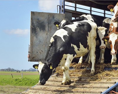 UE quer melhorar transporte de animais