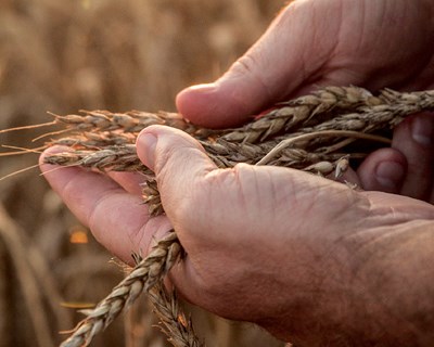 União Europeia poderá tornar-se importadora líquida de cereais até 2030