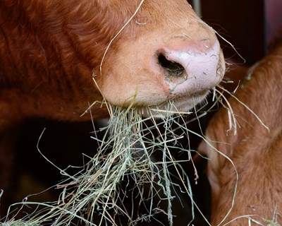 Utilização de subprodutos na indústria de alimentação animal é tema promovido pelo CEBAL