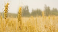 Vagas de calor obrigam UE a cortar estimativas da colheita