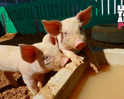 Valorgado vence Prémio Inovação com projeto de melhoria da eficiência hídrica