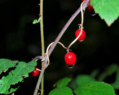 Valorização de frutos silvestres edíveis para consumo in natura