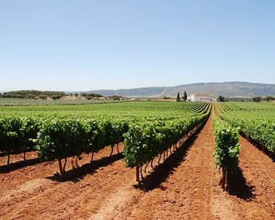 Vinho Alentejano 2015: menor quantidade, maior qualidade