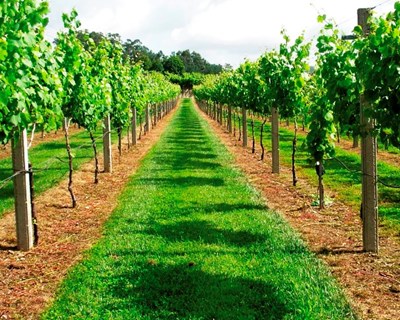 Vinhos do Tejo aposta na internacionalização