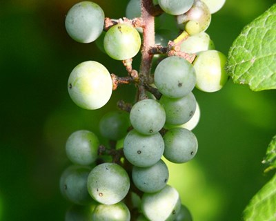 Vinhos Verdes: «a grande batalha de hoje é ganharmos valor»