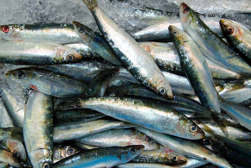 sardinha