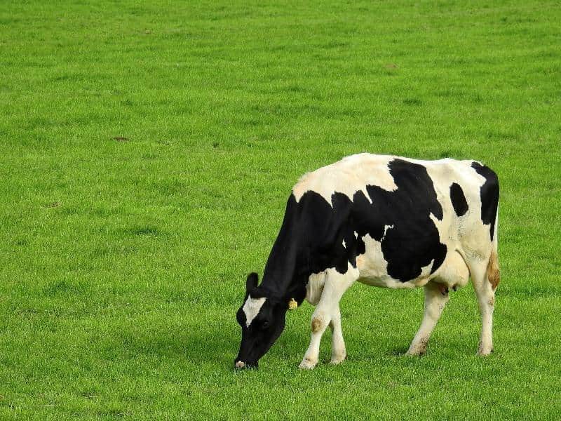 vacas