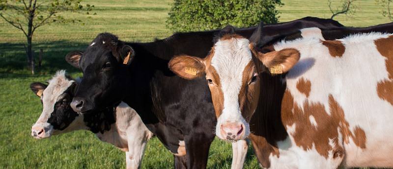 muuu